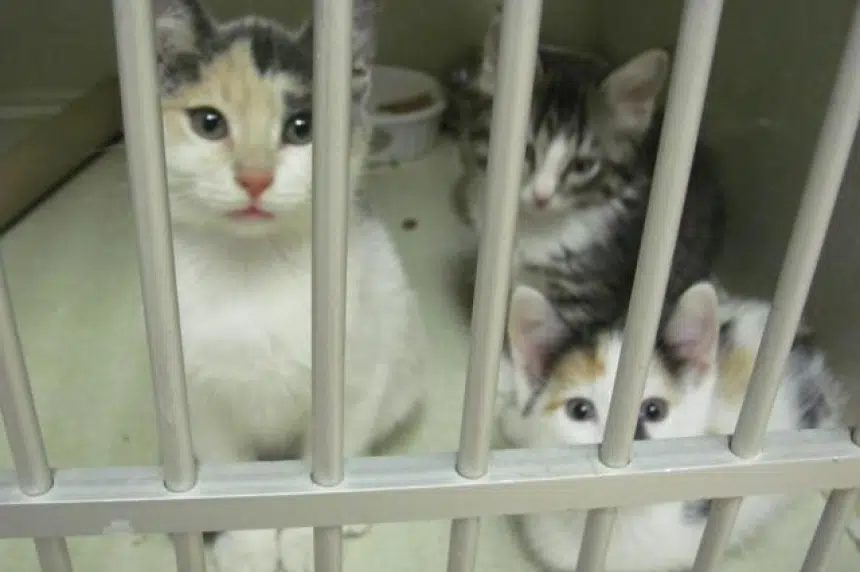 Most of the 79 kittens seized have been adopted: Humane society