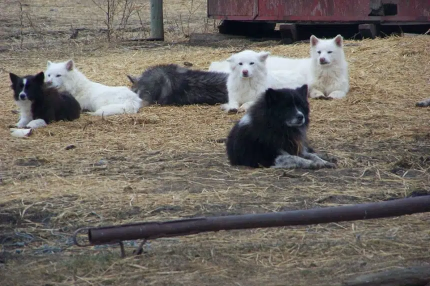 70 dogs seized on farm near Riceton, Sask.