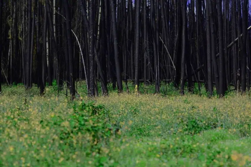 Growing back: forest recovers from 2015 Sask. wildfires