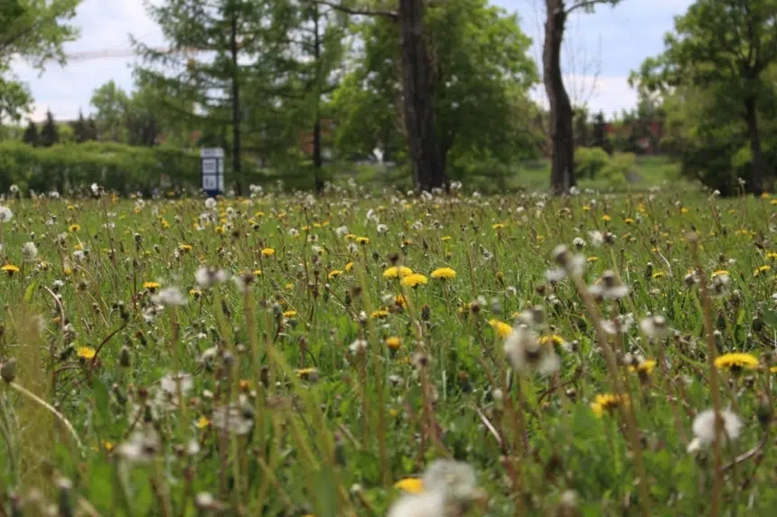 City council strikes a blow in the war on weeds