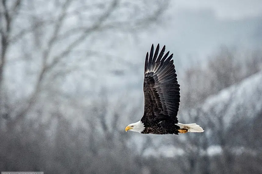 Dozens of American bald eagles spotted in Qu'Appelle Valley