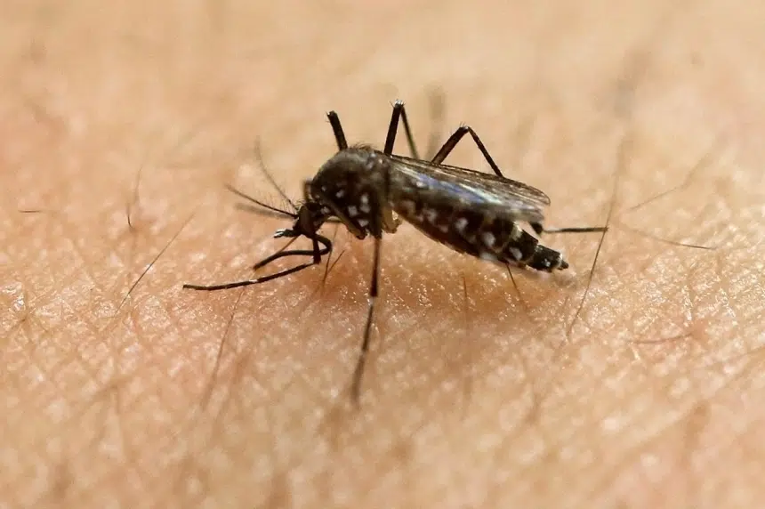 Concern low for 1st case of Zika virus in Saskatchewan