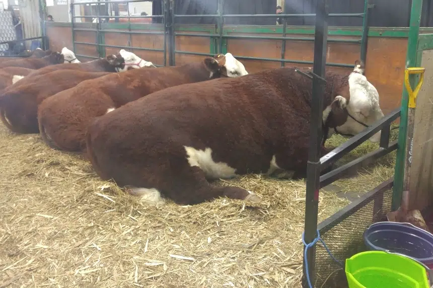 This year's Agribition expected to surpass 2015