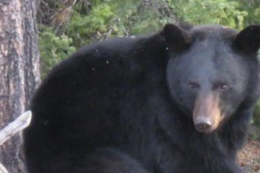 Don’t play dead: province warns about bears, cougars