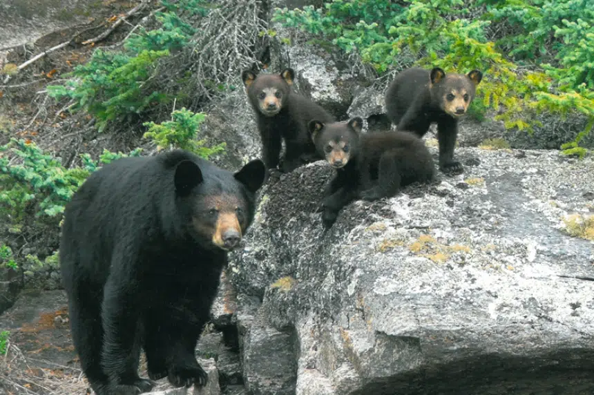 Bear sightings on the rise in Saskatchewan