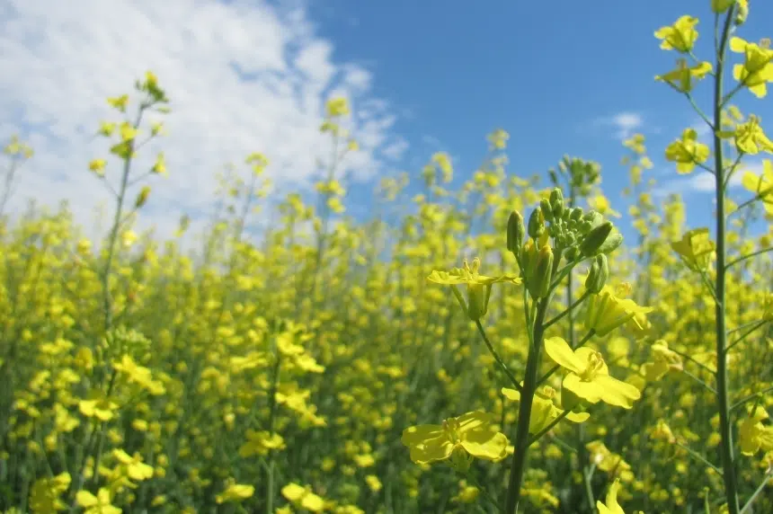 Interest in biodiesel leading to canola crushing investments: Economist