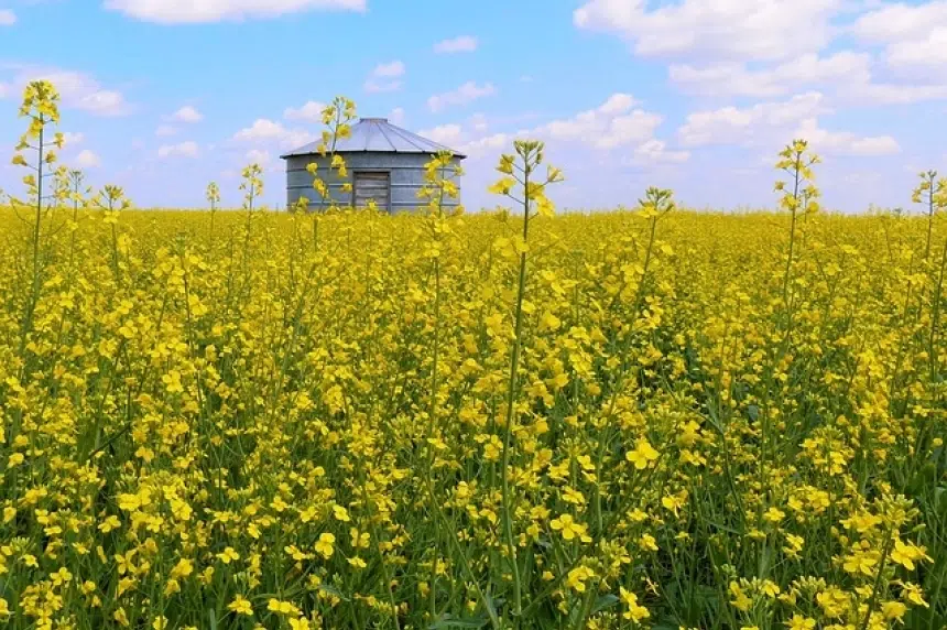 Feds, canola council say Chinese ban remains in place