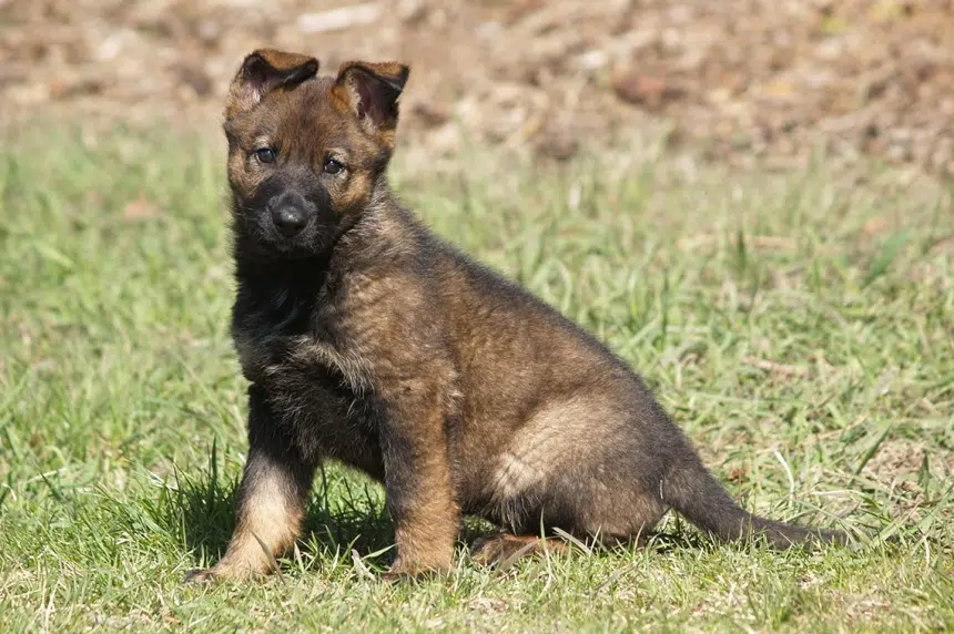 RCMP launch 2016 'Name the Puppy Contest'