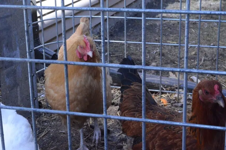 P.A. considering allowing urban chickens