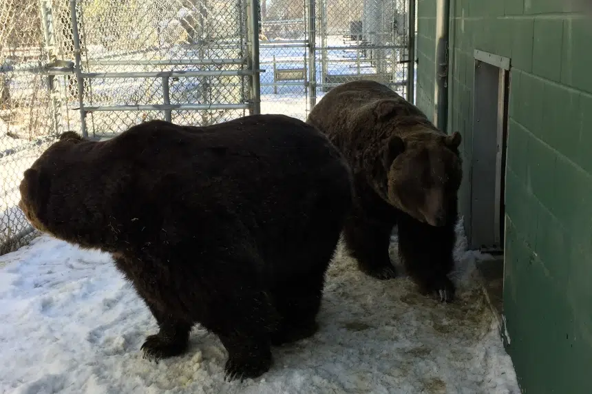Spring wake-up call for hibernating bears at Saskatoon zoo
