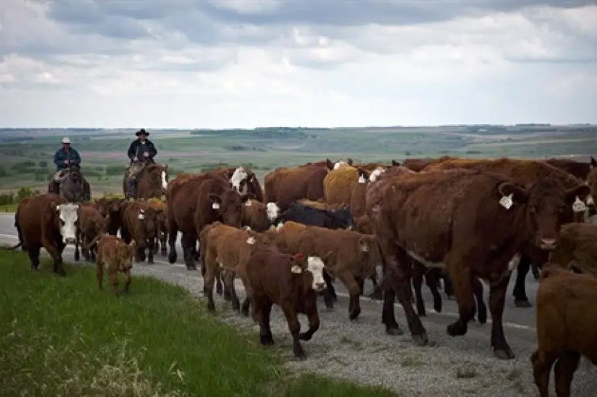 Sask. cattle rancher says high store prices not reaching producers