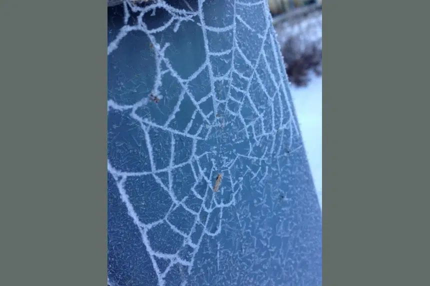 Frost greets Sask. on final day of summer, fall forecast shows mild temperatures