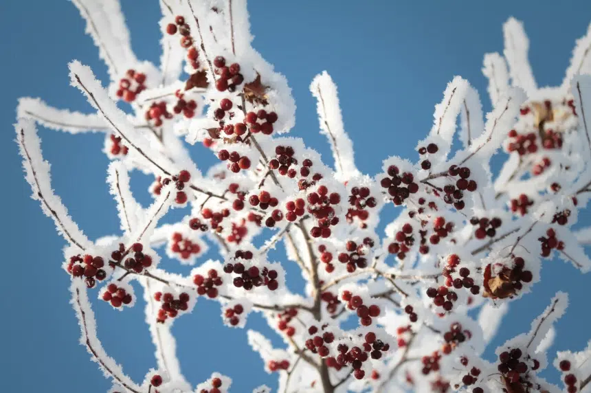 Protect the plants: Sask. could see frosty night