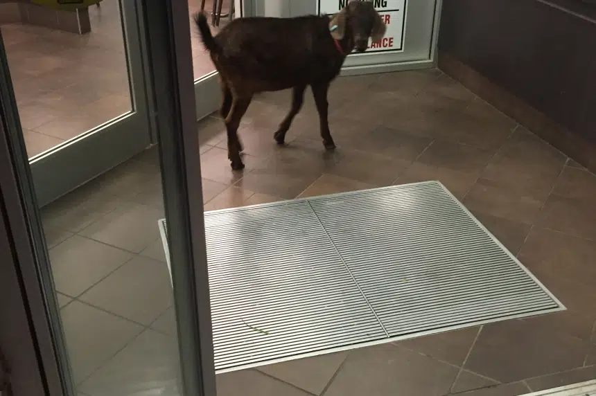 RCMP escort determined goat from Martensville Tim Hortons