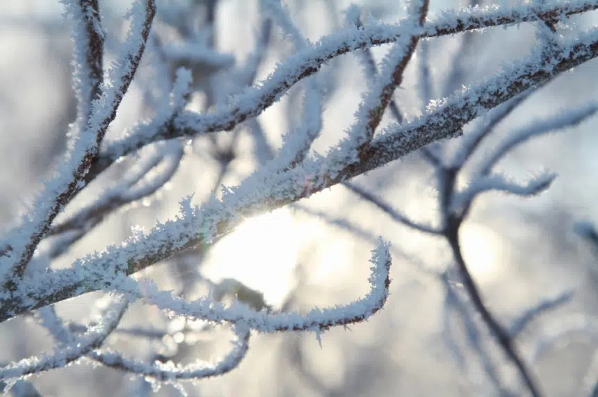 Parts of Saskatchewan hit with early frost