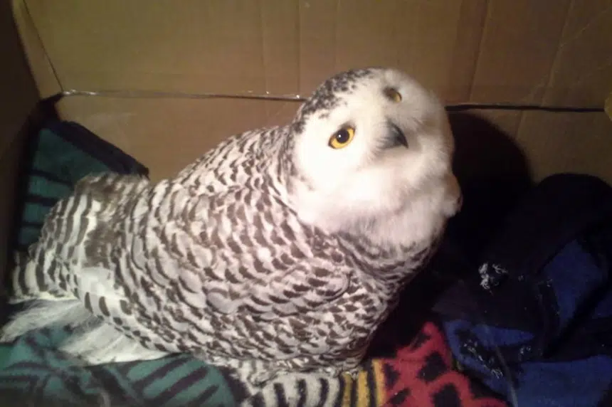 Starving snowy owls hit record number in Sask.