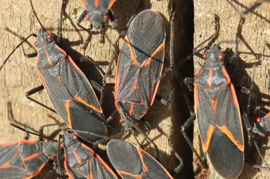 Maple bugs make an appearance as weather gets warmer