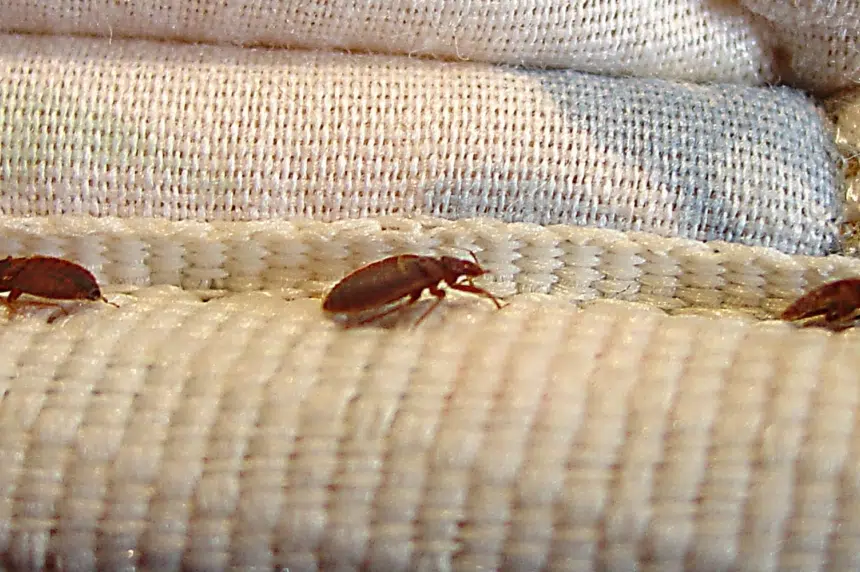 Regina pest control company sees spike in bed bugs