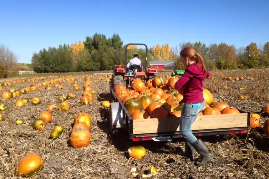 Sask. not affected by U.S. pumpkin shortage