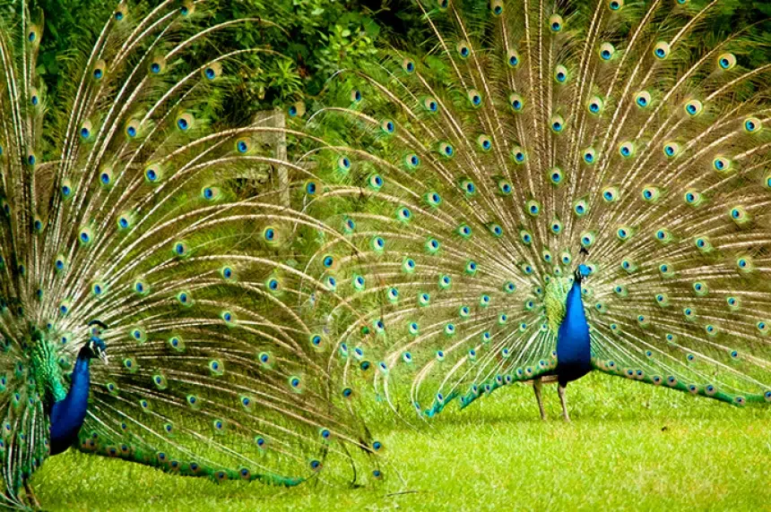 Forestry Farm peacocks moved for ethical reasons: manager
