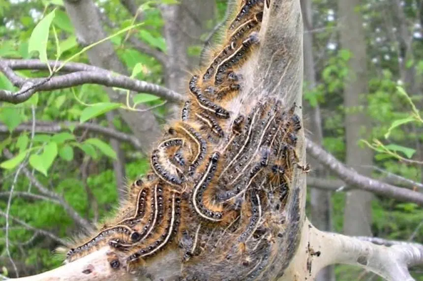 Tent caterpillars remain in boom cycle in Saskatoon, cankerworms normal