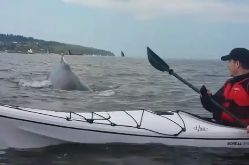 Video shows Vancouver kayaker's close encounter with humpback whale