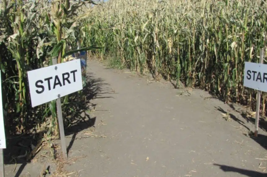 Lumsden's corn maze re-opens after 1-year hiatus 