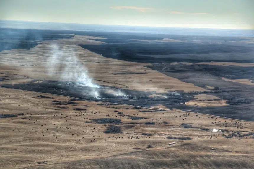 Estimated 750 cattle dead in Sask. wildfires
