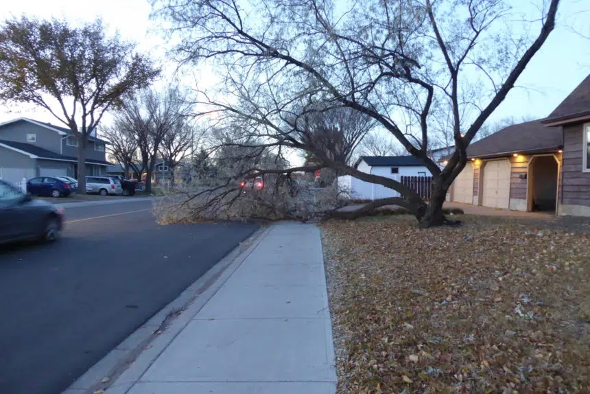 Sask. discovers damage from hurricane-force wind storm