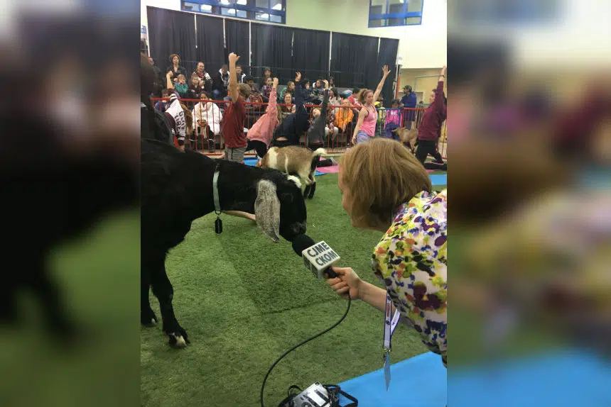 ‘Naahhhmaste:' you can try goat yoga at Agribition
