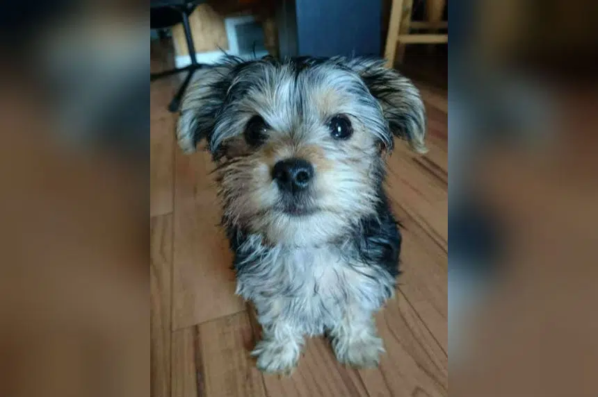 Sask. woman 'helpless' after dog killed by neighbour's pet 