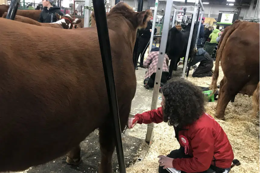 'Work never ends:' cattle fitter gives insight on show prep