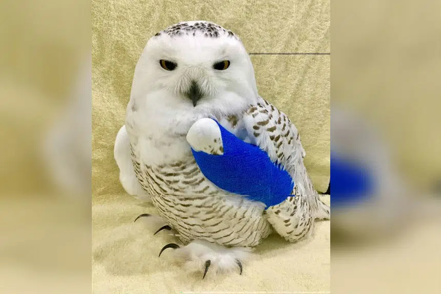 Rescuer says snowy owl pulled from SUV grille in Saskatchewan is healing