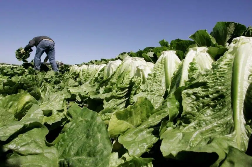 What consumers should know about the romaine lettuce-linked E. coli outbreak
