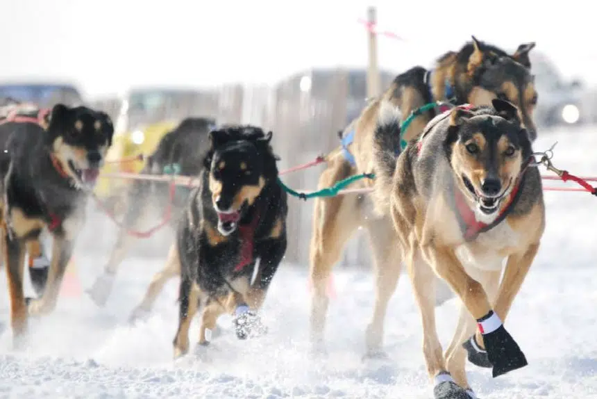 Mush: sled dog races return to Waskimo Winter Festival