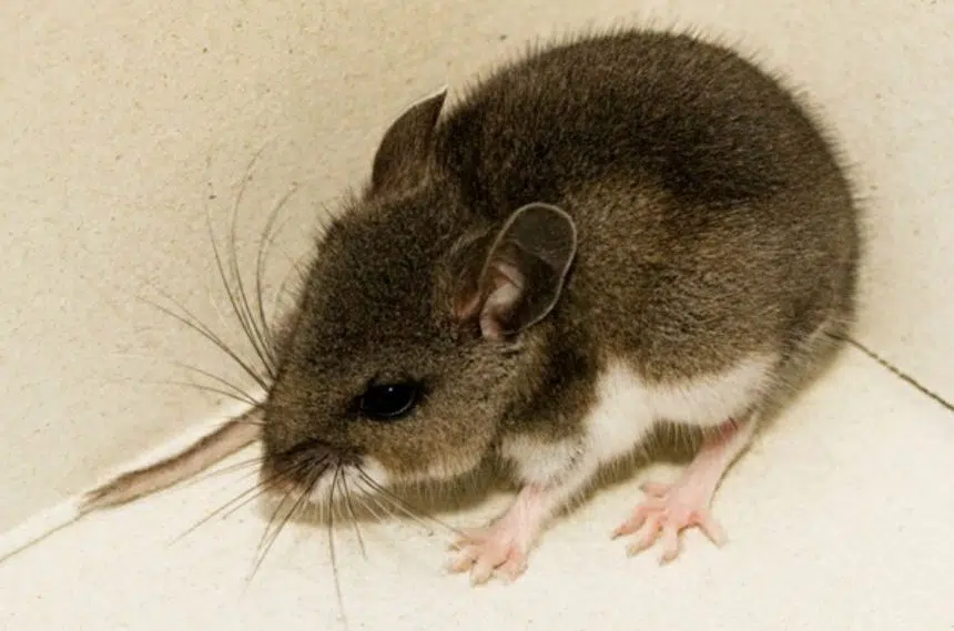 Rodent population expected to skyrocket following pandemic winter