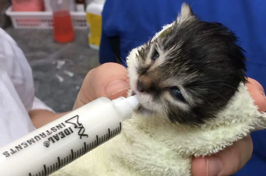 Regina shelter looks for foster families ahead of kitten season