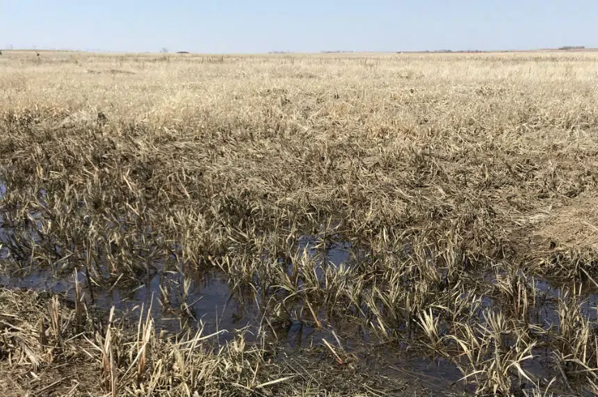Crops of some Sask. producers damaged after too much rain