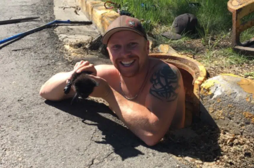 Balgonie firefighters rescue kittens from sewer