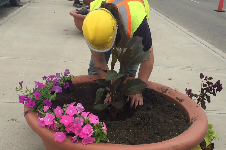Flower frenzy: more pots planted in Regina this summer