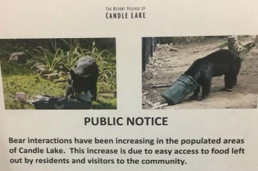 Bears killed, trapped with more sightings in Candle Lake