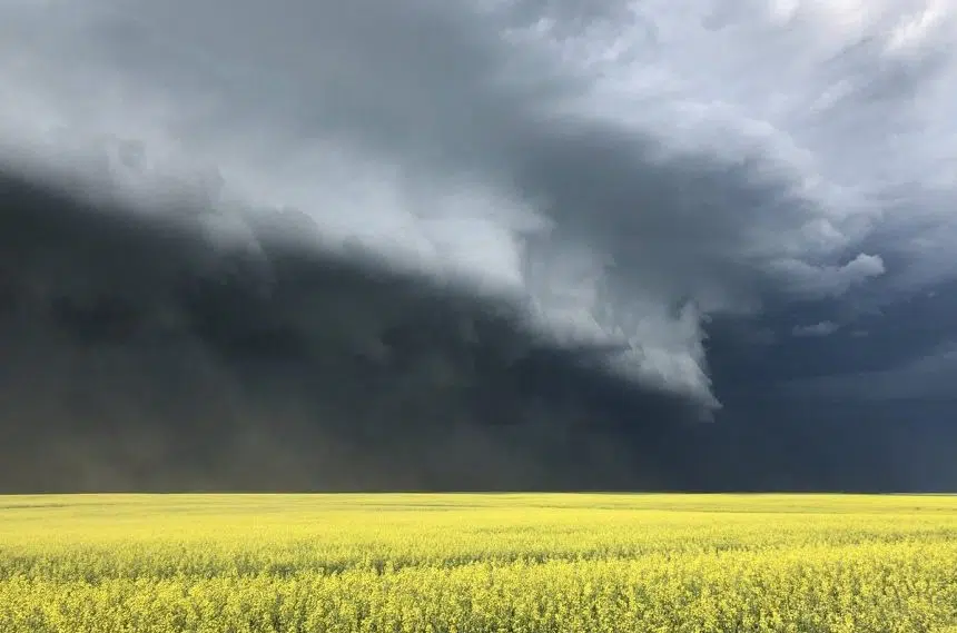 Hail and strong winds damage crops in southern Sask.