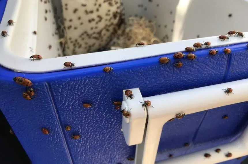 Kids help release thousands of ladybugs in Regina