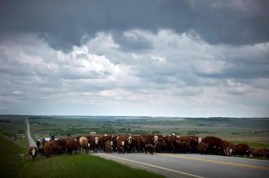 Canada’s cattle producers tightening their belts as drought diminishes pastures