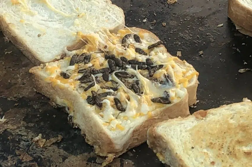 Taste of the Queen City Ex: cricket grilled cheese