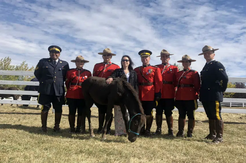 Fallen RCMP officer has Musical Ride colt named in his honour