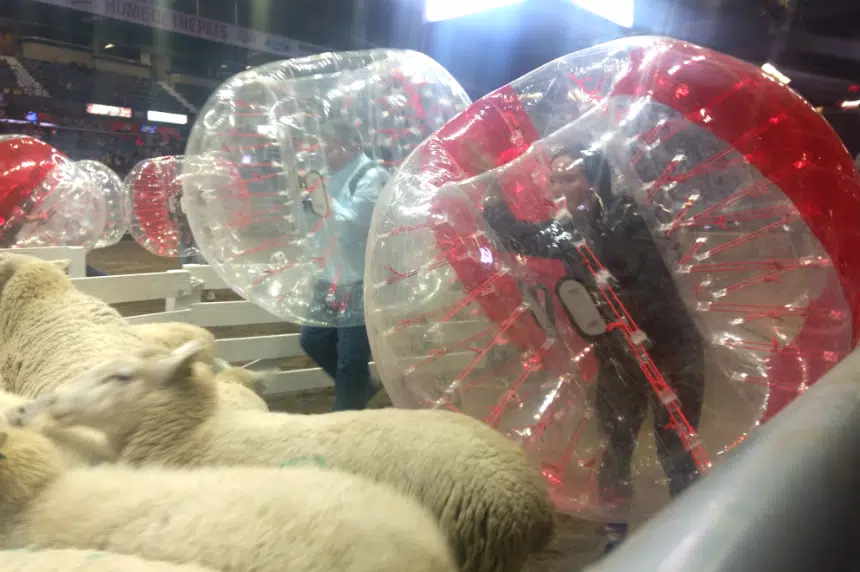 Sheep penning game proves a big hit at Agribition