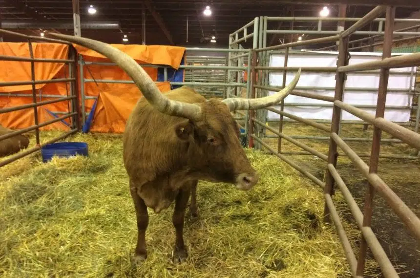 Agribition to feature Texas longhorns, alpacas and mental health