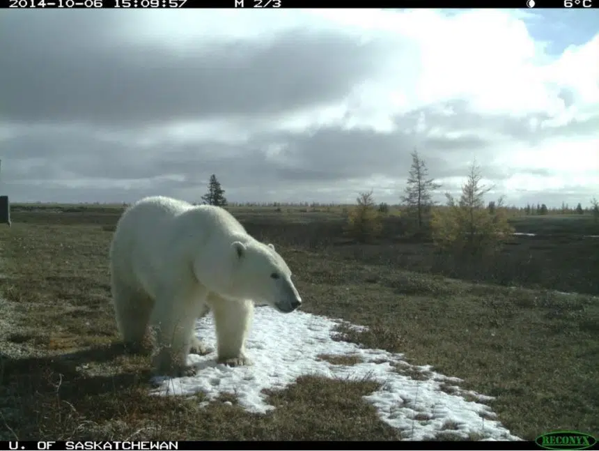 Three bear species found in the same spot in northern Manitoba