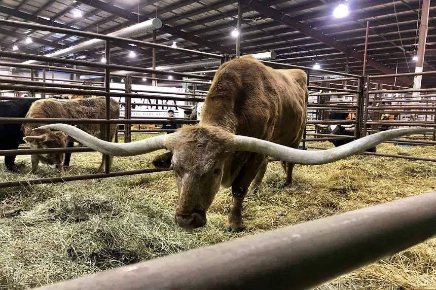 The '10th biggest steer ever recorded' beefs up Agribition